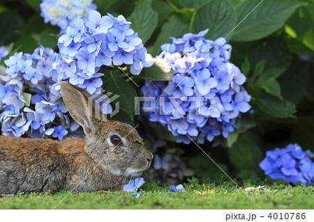 うさぎ 4010786