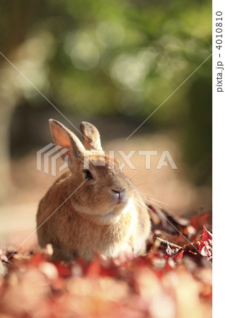 うさぎ 4010810
