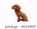 トイプードル 4010907
