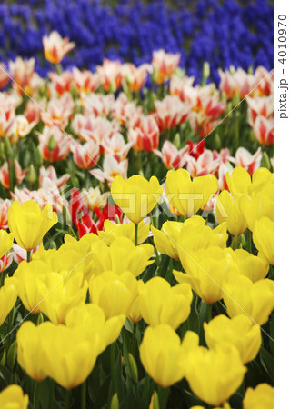 チューリップ畑 4010970