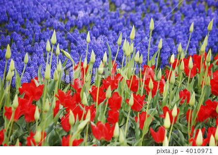 チューリップ畑 4010971