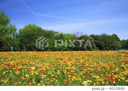 ポピーのお花畑 4010980