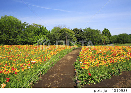 ポピーのお花畑 4010983
