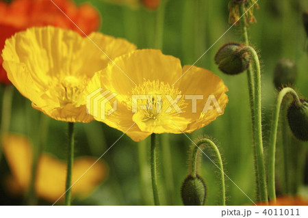 ポピーのお花畑 4011011
