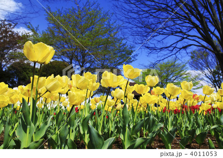 チューリップのお花畑 4011053