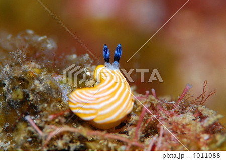 ウミウシ ウミウシ 4011088