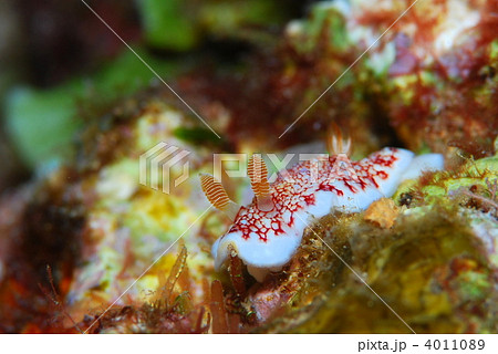 ウミウシ ウミウシ 4011089