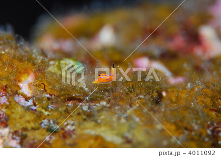 ウミウシ ウミウシ 4011092