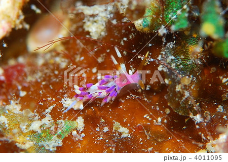 ウミウシ ウミウシ 4011095