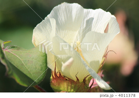 ワタの花 ワタの花 4011378