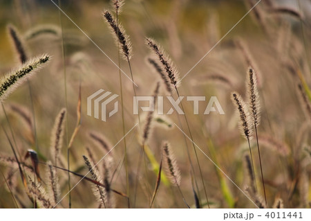 えのころ草 4011441