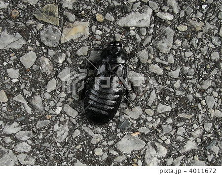 沖縄のゴキブリの写真素材