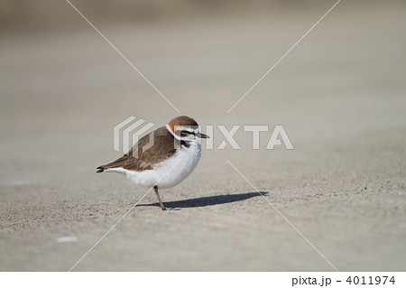 シロチドリ シロチドリ 4011974