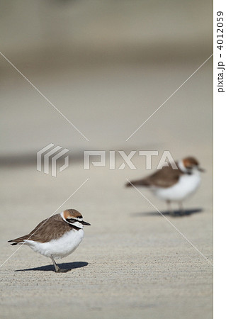 シロチドリ 4012059