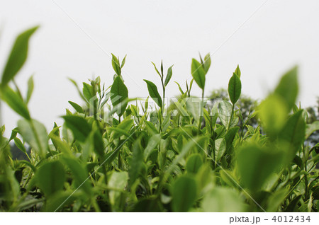 お茶の新芽 お茶の新芽 4012434