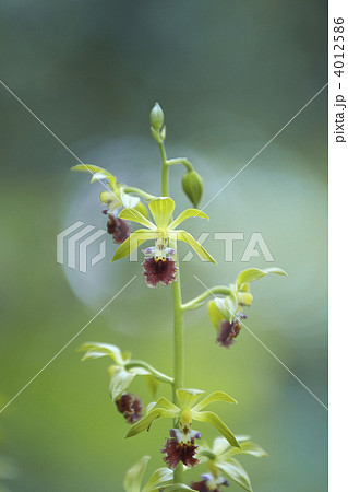 サルのお顔の野生ラン 4012586