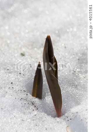 カタクリの芽生え 4015561