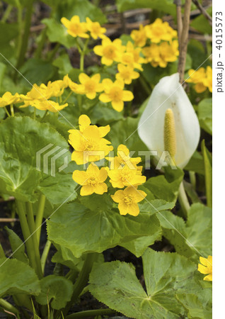 エゾノリュウキンカと水芭蕉 4015573