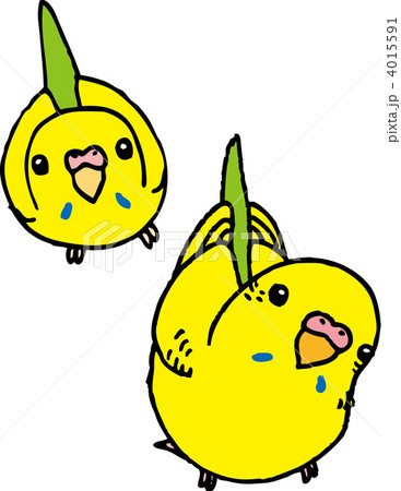 黄色いセキセイインコ 4015591