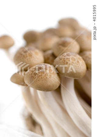 シメジ 4015995