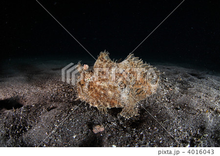 海底を歩くカエルアンコウ 海底を歩くカエルアンコウ 4016043