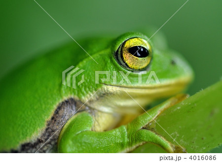 シュレーゲルアオガエル 4016086