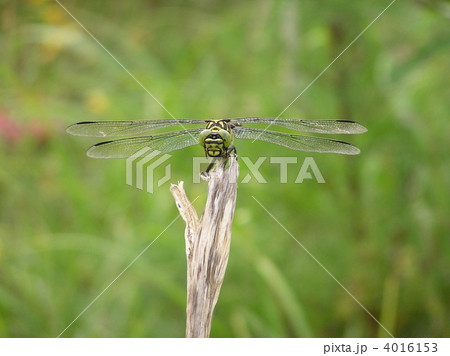 正面を向いて止まるギンヤンマ（クローズアップ） 4016153