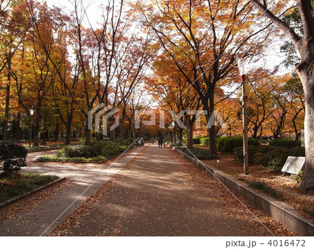 靱公園　遊歩道 4016472