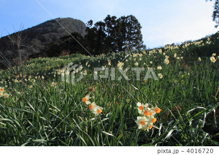 越前海岸と水仙畑 4016720