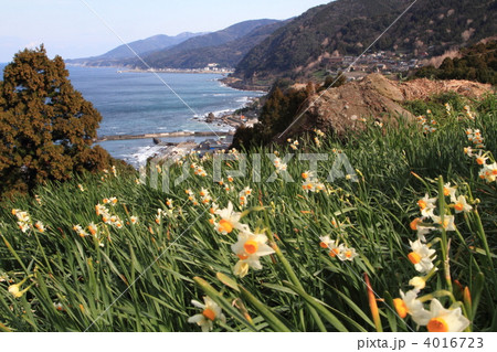 越前海岸と水仙畑 越前海岸と水仙畑 4016723