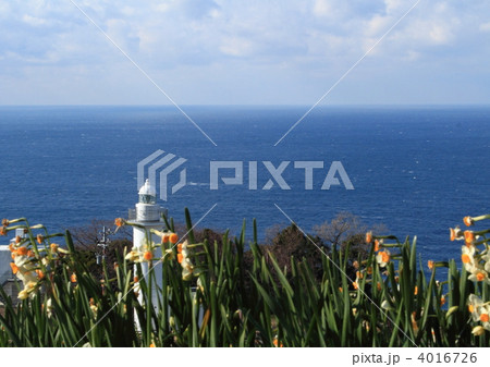 越前岬灯台と水仙畑 4016726