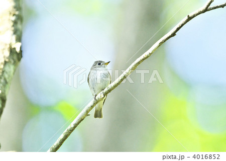 コサメビタキ 4016852