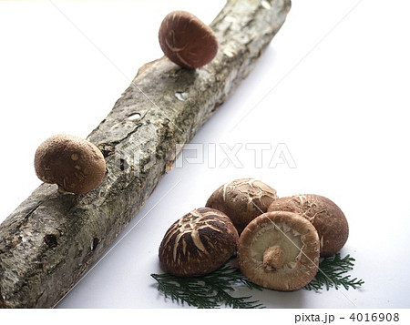 椎茸と原木 4016908