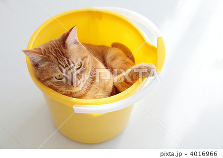 バケツに入った猫 バケツに入った猫 4016966