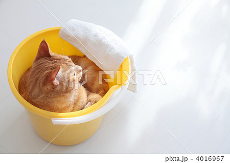 バケツに入った猫 バケツに入った猫 4016967