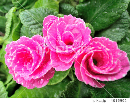 プリムラ 4016992