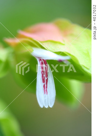 コエビソウ コエビソウ 4017032