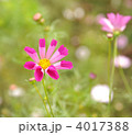コスモス 4017388