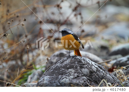 ジョウビタキ 4017480