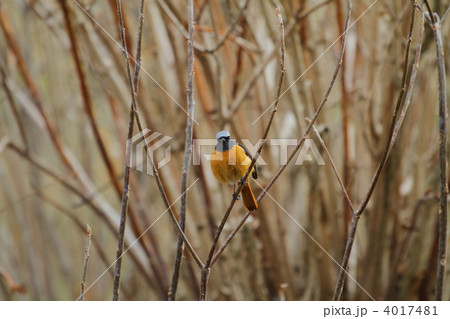 ジョウビタキ 4017481