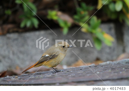 ジョウビタキ 4017483