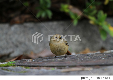 ジョウビタキ 4017484