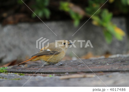 ジョウビタキ 4017486