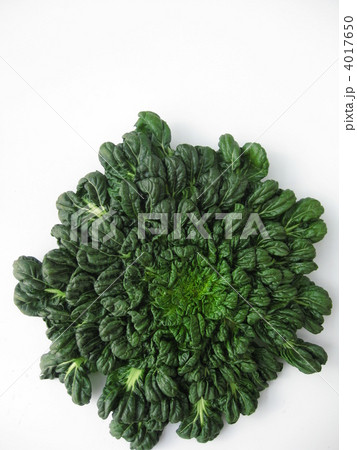 ターサイ 4017650