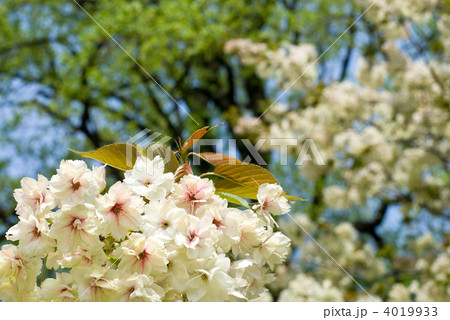 新緑をバックにウコンザクラの花 新緑をバックにウコンザクラの花 4019933