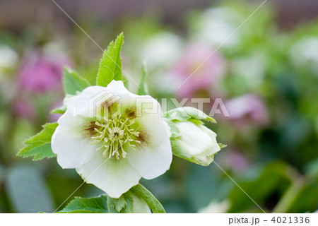 レンテンローズ（クリスマスローズ）の花 4021336