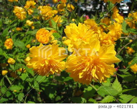 八重ヤマブキ 4021781