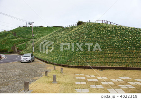 水仙の里公園 4022319