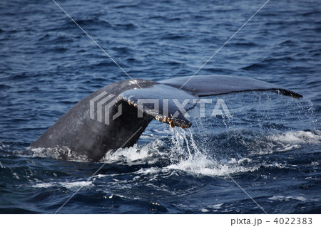 ザトウクジラ　クジラ　哺乳類　沖縄　海　尻尾　テール 4022383