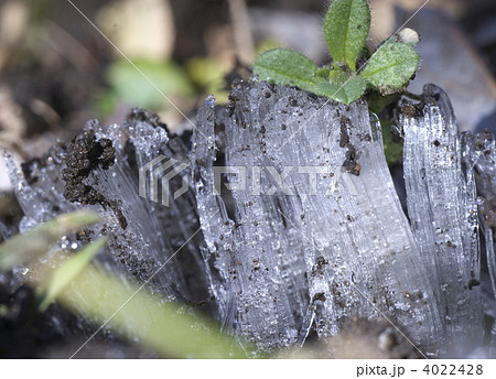 霜柱 霜柱 4022428